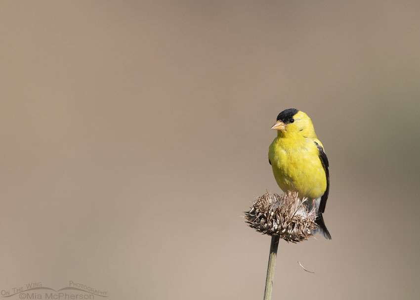 Male American Goldfinch perched on a dried MuskThistle blossom