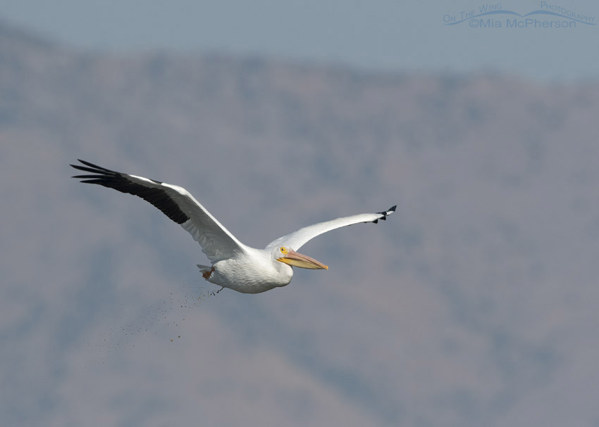 American White Pelican pooping while in flight, Bear River Migratory Bird Refuge, Box Elder County, Utah