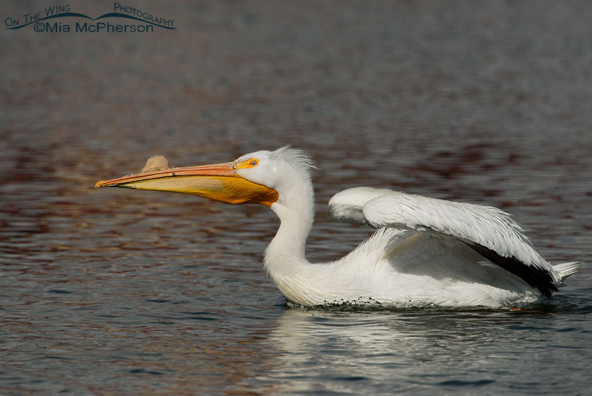 American White Pelican’s “horn”, Salt Lake County, Utah