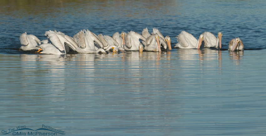 American White Pelicans cooperatively foraging, Farmington Bay WMA, Davis County, Utah