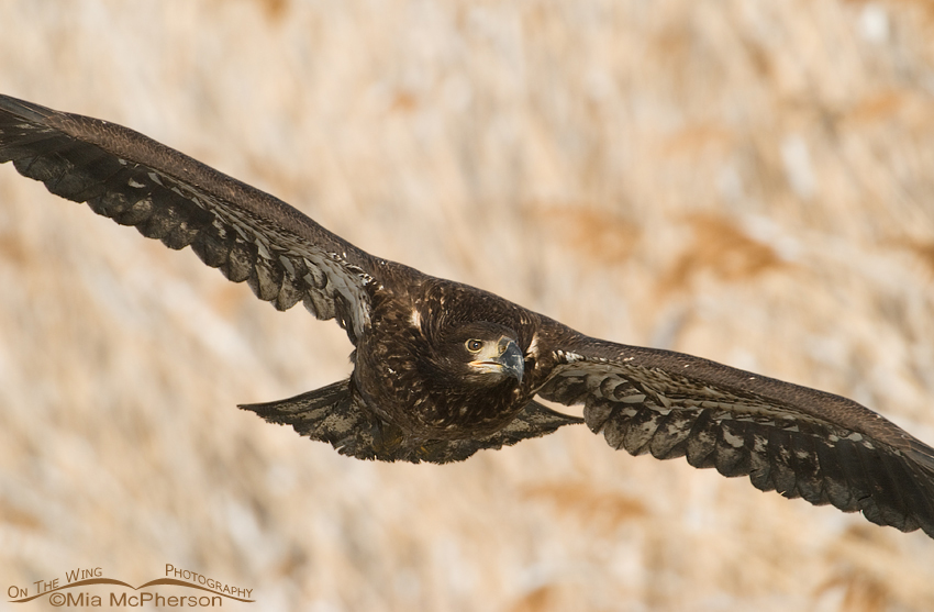 One year old Bald Eagle in flight, Farmington Bay WMA, Davis County, Utah