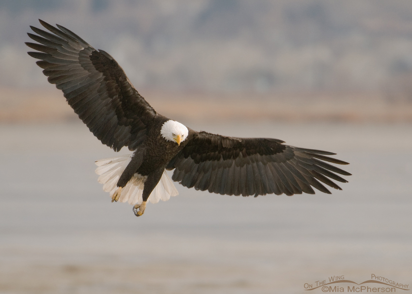 Landing adult Bald Eagle, Farmington Bay WMA, Davis County, Utah