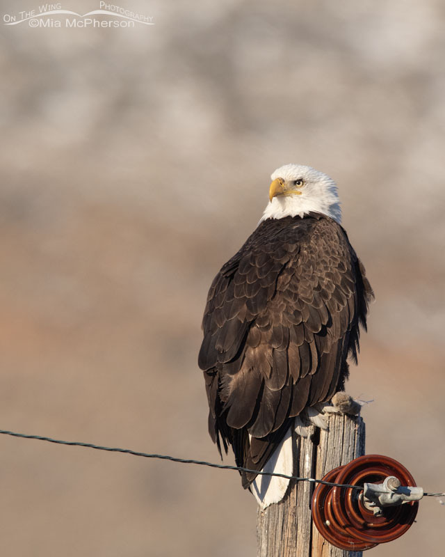 Adult Bald Eagle on a telephone pole, Box Elder County, Utah