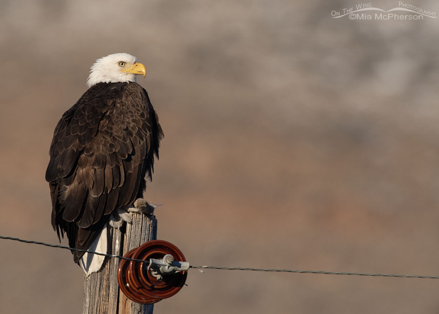 Bald Eagle with prey on a telephone pole, Box Elder County, Utah