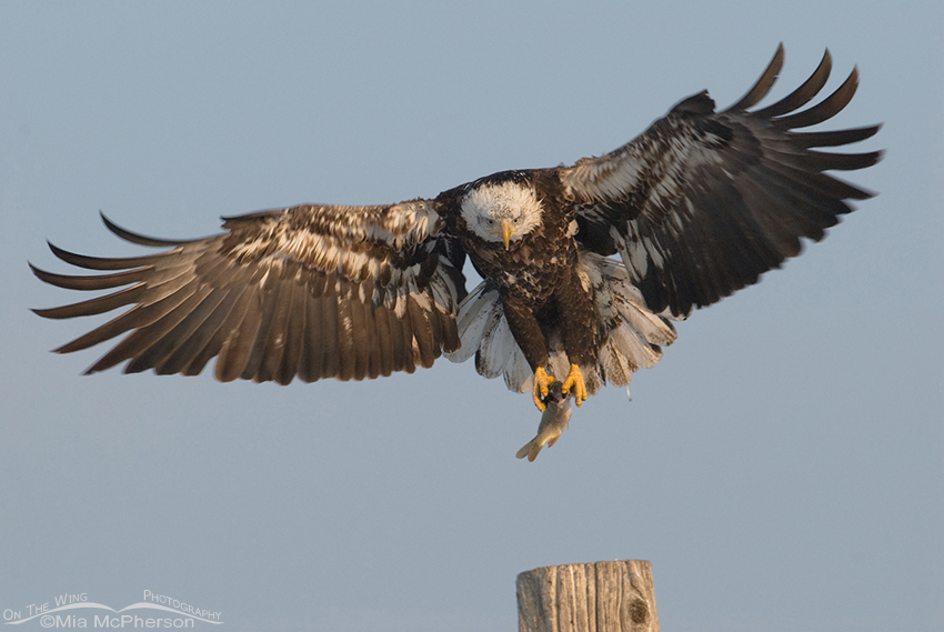 4 year old Bald Eagle in flight with prey, Farmington Bay WMA, Davis County, Utah