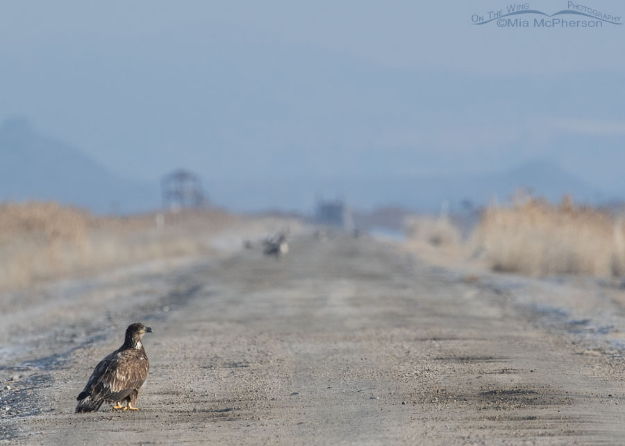 Immature Bald Eagle on the road, Bear River Migratory Bird Refuge, Box Elder County, Utah