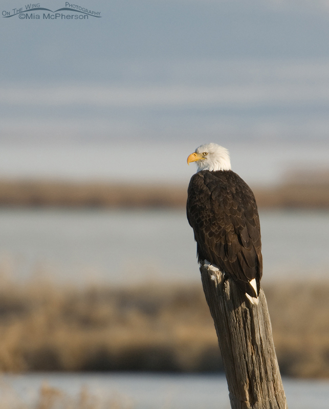 Perched Bald Eagle at f/6.3, Bear River Migratory Bird Refuge, Box Elder County, Utah