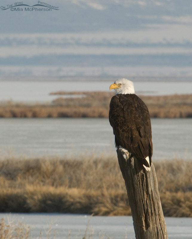 Perched Bald Eagle at f/22, Bear River Migratory Bird Refuge, Box Elder County, Utah
