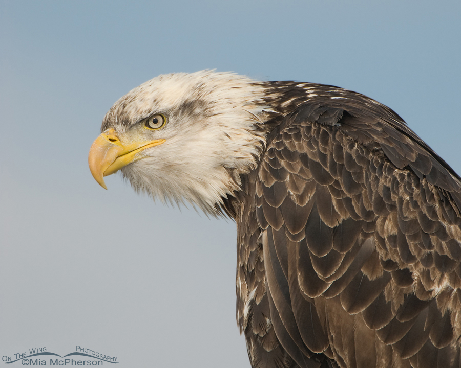 Four year old Bald Eagle up close, Farmington Bay WMA, Davis County, Utah