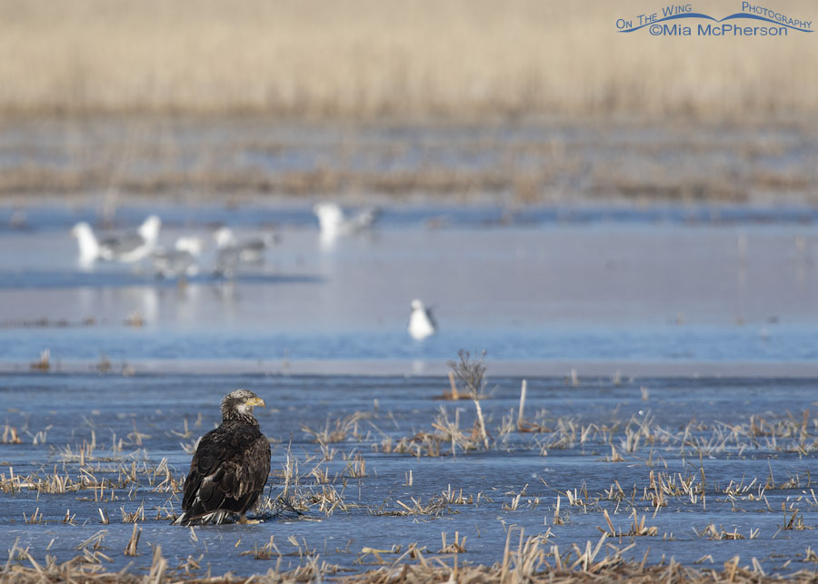 Sub-adult Bald Eagle resting on ice, Bear River Migratory Bird Refuge, Box Elder County, Utah