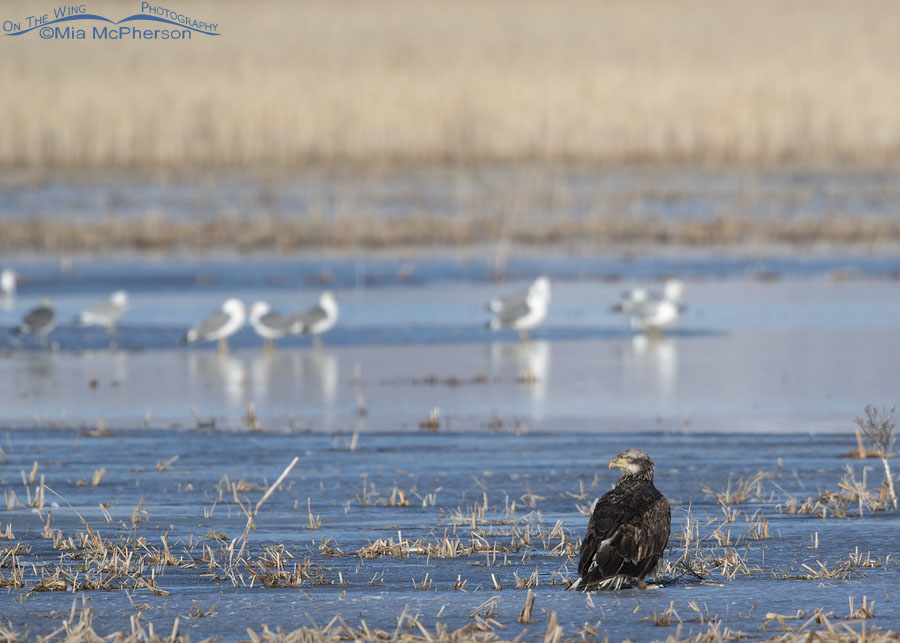 Sub-adult Bald Eagle in marshy habitat, Bear River Migratory Bird Refuge, Box Elder County, Utah