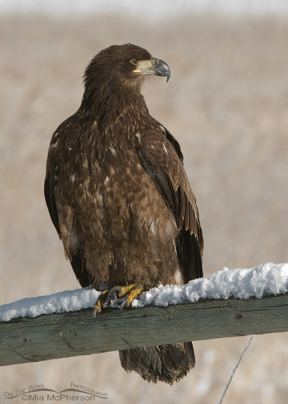 Perched one year old Bald Eagle, Farmington Bay WMA, Davis County, Utah