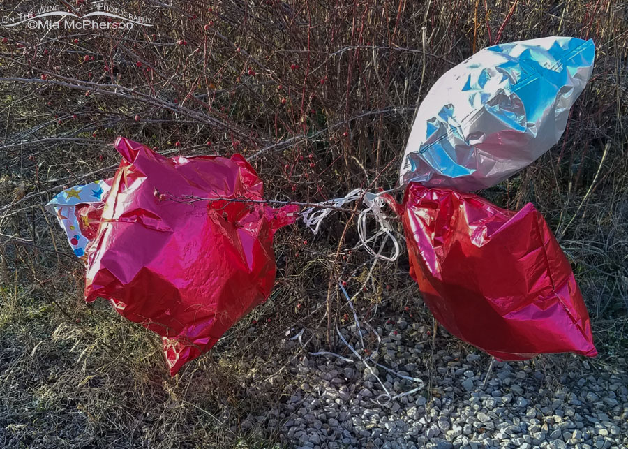 Four balloons tangled in shrubs, Salt Lake County, Utah