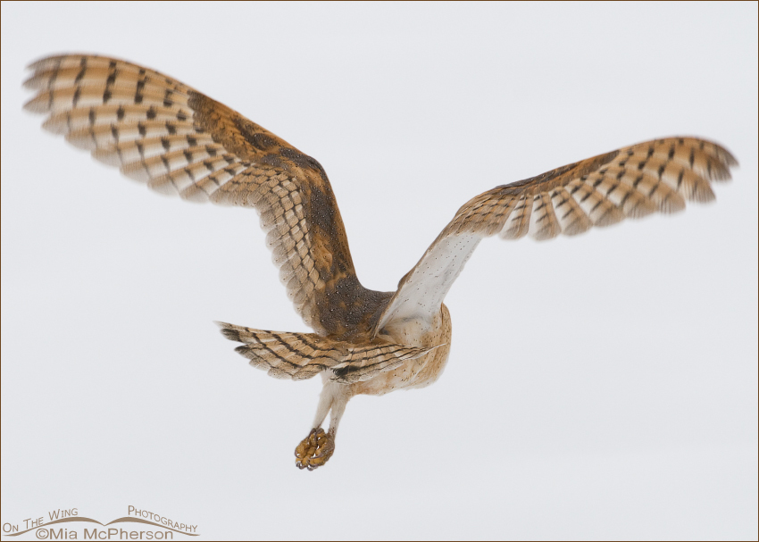 Barn Owl flying away, Davis County, Farmington Bay WMA, Utah