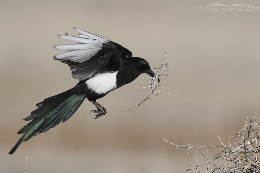 Black-billed Magpie in flight with nesting material for its nest, Antelope Island State Park, Davis County, Utah
