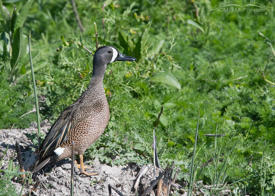 Blue-winged Teal Images