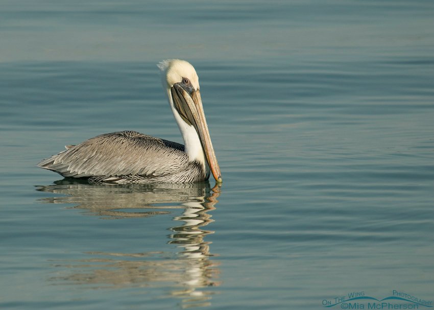 Mature Brown Pelican, Fort De Soto County Park, Pinellas County, Florida