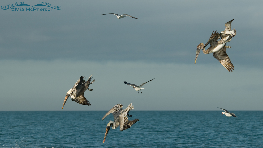 Brown Pelicans plunge-diving, Fort De Soto County Park, Pinellas County, Florida