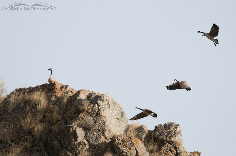 Canada Geese landing on top of a cliff in Box Elder County, Utah