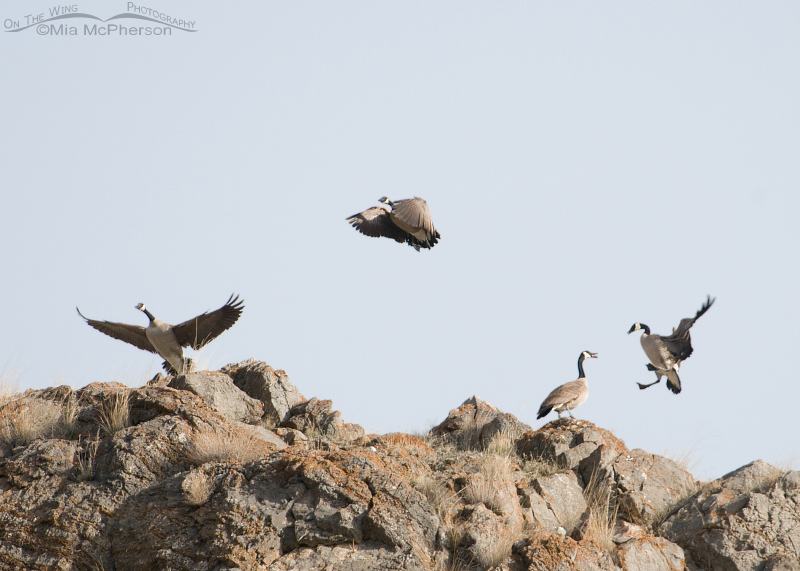 Squawking & flying Canada Geese on top of a cliff, Box Elder County, Utah