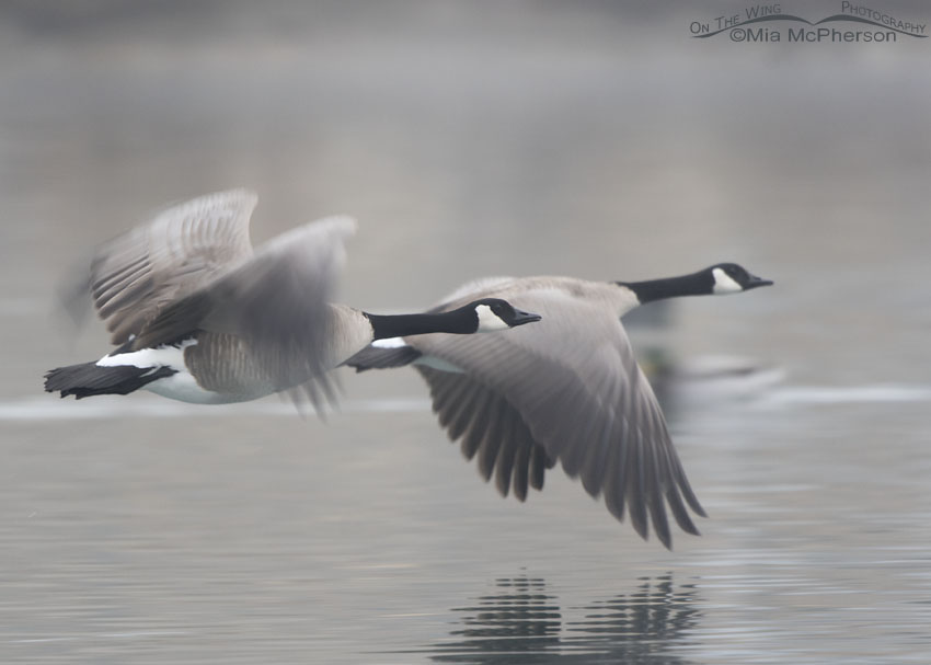 Canada Geese in flight in a thick fog, Salt Lake County, Utah