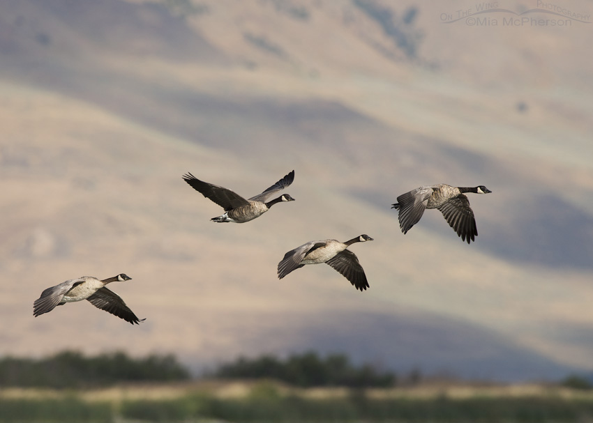 Canada Geese in flight in front of the Promontory Mountains, Bear River National Wildlife Refuge, Box Elder County, Utah
