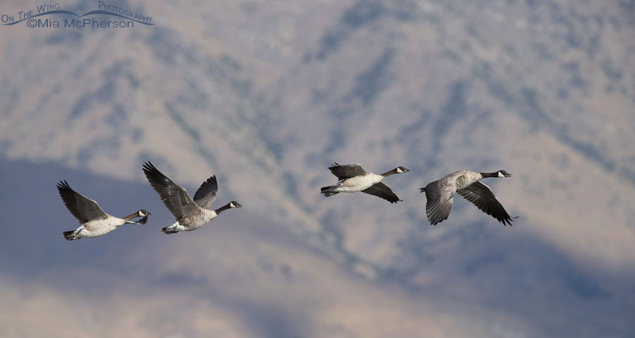 Canada Geese flying in front of the Promontory Mountains, Bear River Migratory Bird Refuge, Box Elder County, Utah