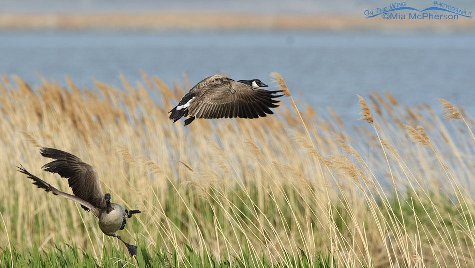 Goofy looking Canada Goose lift off, Bear River Migratory Bird Refuge, Box Elder County, Utah