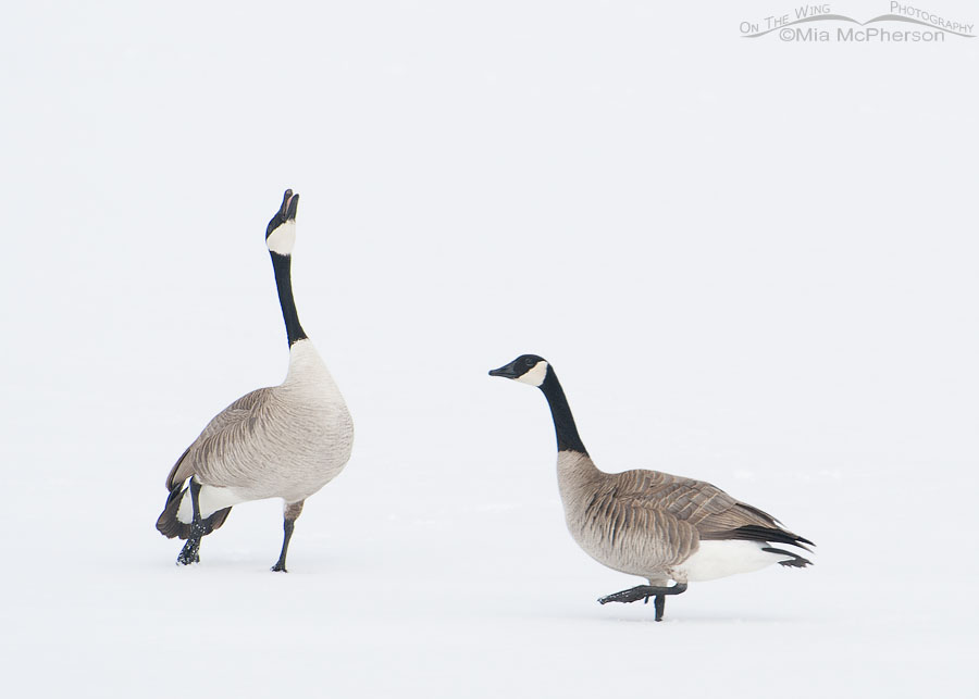Canada Goose calling in the snow with its mate near the causeway to Antelope Island State Park, Utah