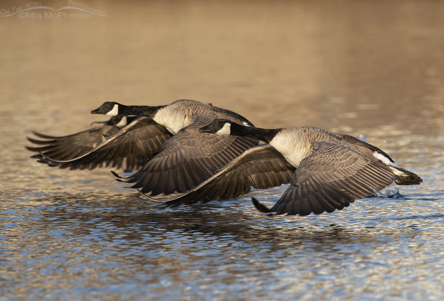 Trio of Canada Geese lifting off in afternoon light, Salt Lake County, Utah