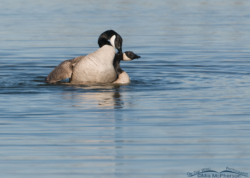 Canada Geese mating in a pond in Salt Lake County, Utah