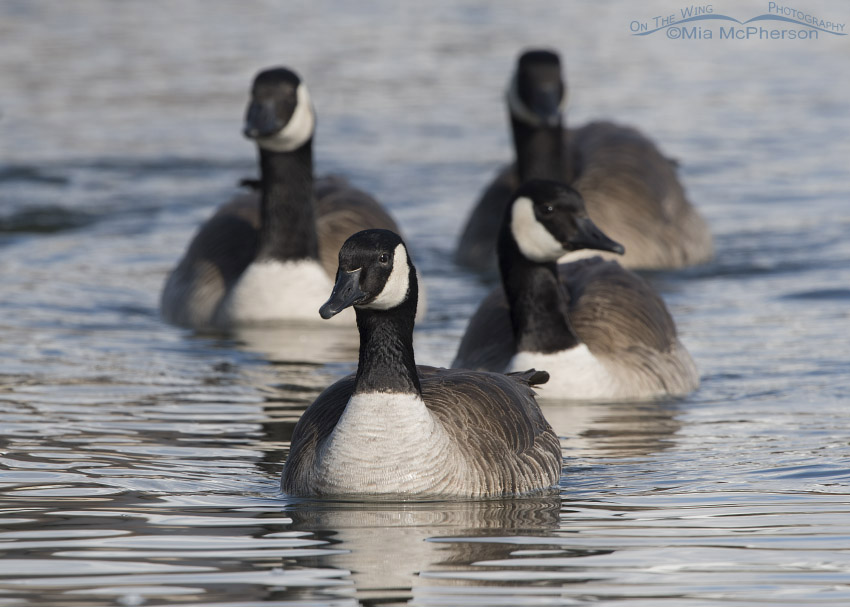 Canada Geese swimming towards shore, Salt Lake County, Utah