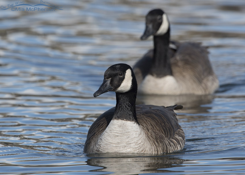 Canada Goose and mate, Salt Lake County, Utah