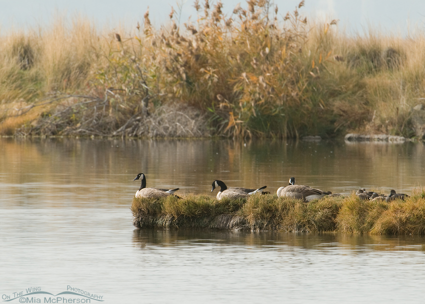 Canada Geese on Glover Pond resting on a small island, Farmington Bay WMA, Utah