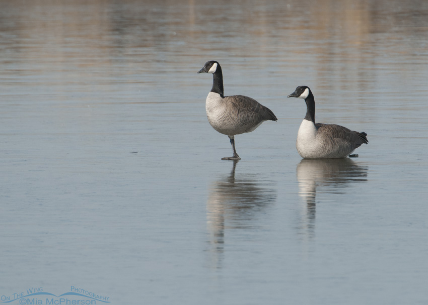 Pair of Canada Geese on ice, Farmington Bay WMA, Davis County, Utah