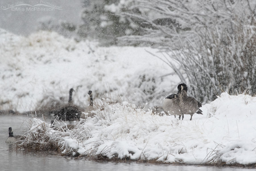 Canada Geese in a winter snow storm, Salt Lake County, Utah