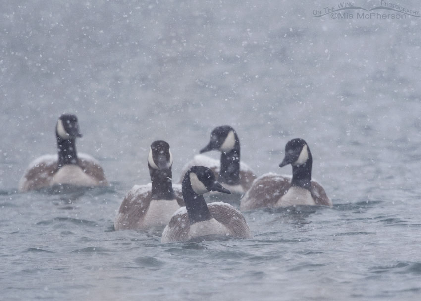Five Canada Geese in a snow storm, Salt Lake County, Utah
