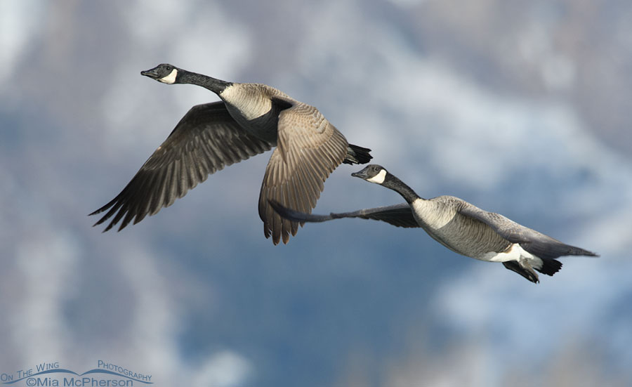 Pair of Canada Geese on the wing in winter, Salt Lake County, Utah