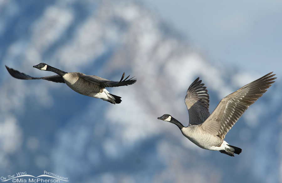 Winter Canada Geese on the wing, Salt Lake County, Utah