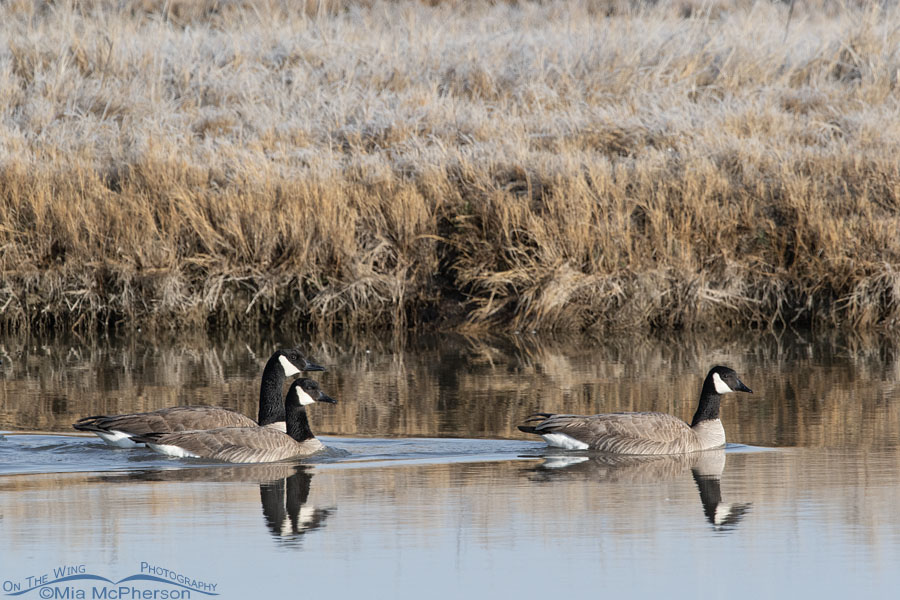 Trio of Canada Geese on the Bear River, Bear River Migratory Bird Refuge, Box Elder County, Utah