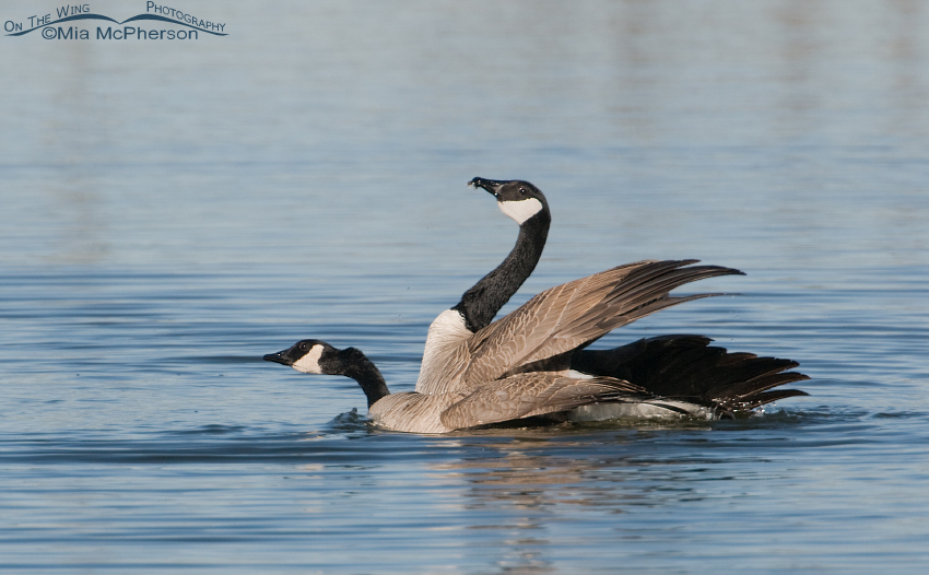 Pair of Canada Geese after mating in a pond in northern Utah