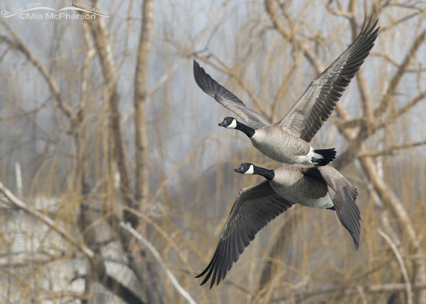 Pair of Canada Geese in flight, Salt Lake County, Utah