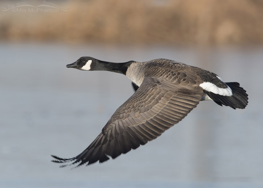 Canada Goose after taking off, Salt Lake County, Utah