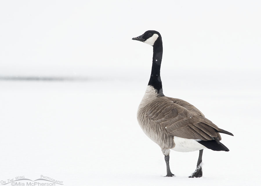 Adult Canada Goose in a snowstorm, Salt Lake County, Utah