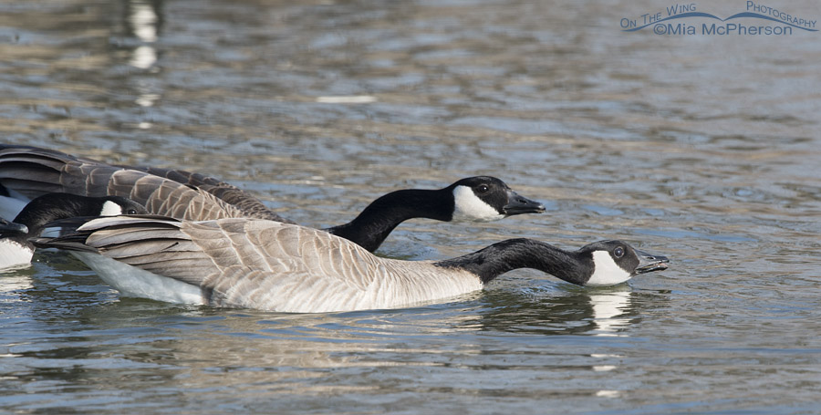 Three Canada Geese exhibiting aggressive behavior, Salt Lake County, Utah