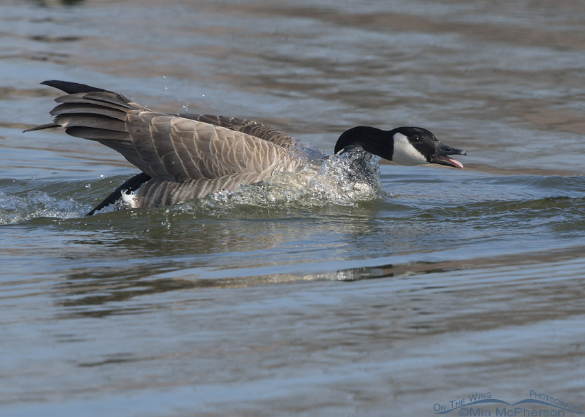 Canada Goose threat display, Salt Lake County, Utah
