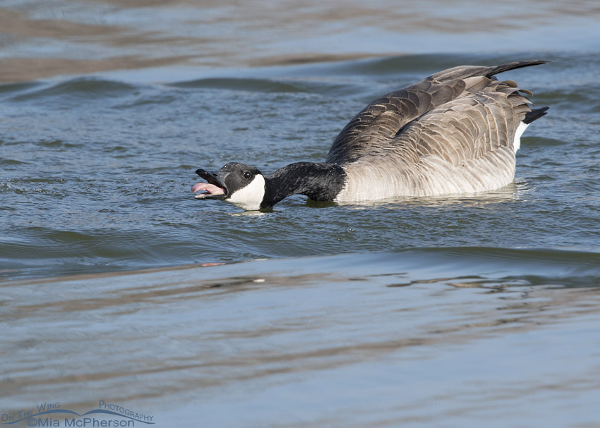 Canada Goose exhibiting intense threat display, Salt Lake County, Utah