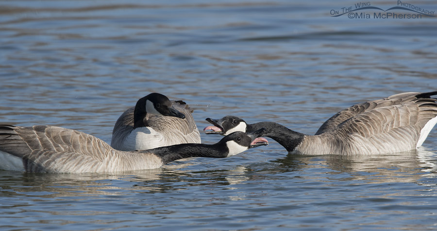 Canada Geese threat display, Salt Lake County, Utah