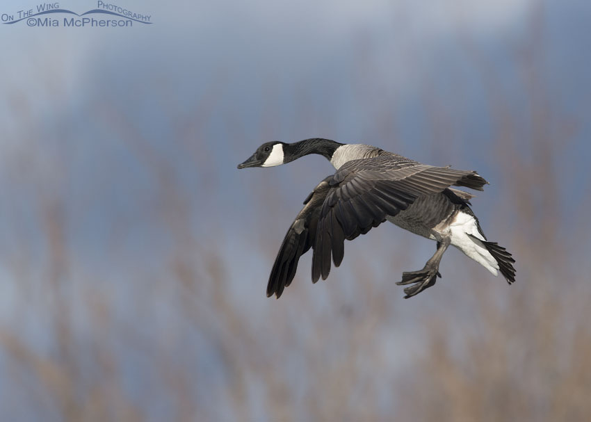 Canada Goose coming in for a landing, Salt Lake County, Utah