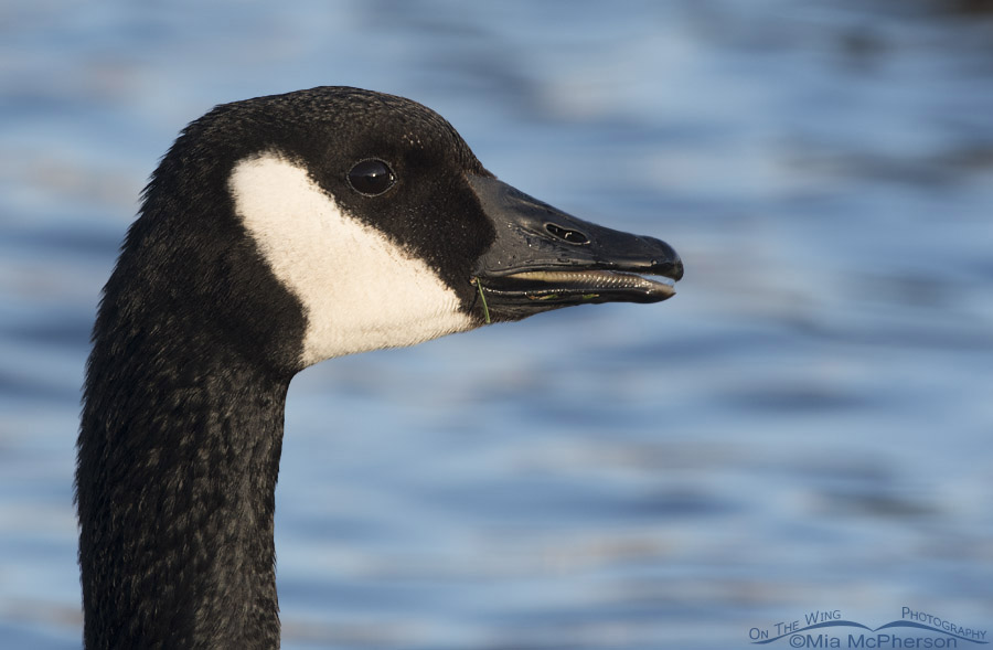Canada Goose portrait with open bill, Salt Lake County, Utah